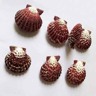 厂家货源成对油画扇贝对口 扇贝工艺品装饰品 儿童玩具亚马逊定制