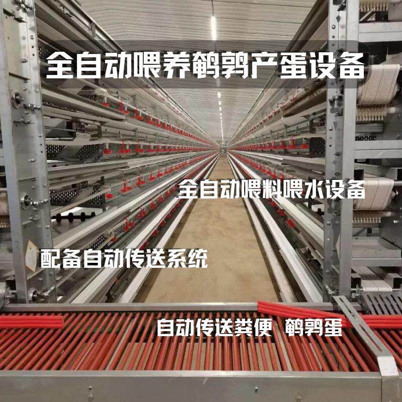全自动鹌鹑养殖设备规模养殖全自动笼养鹌鹑自动喂料喂水设备