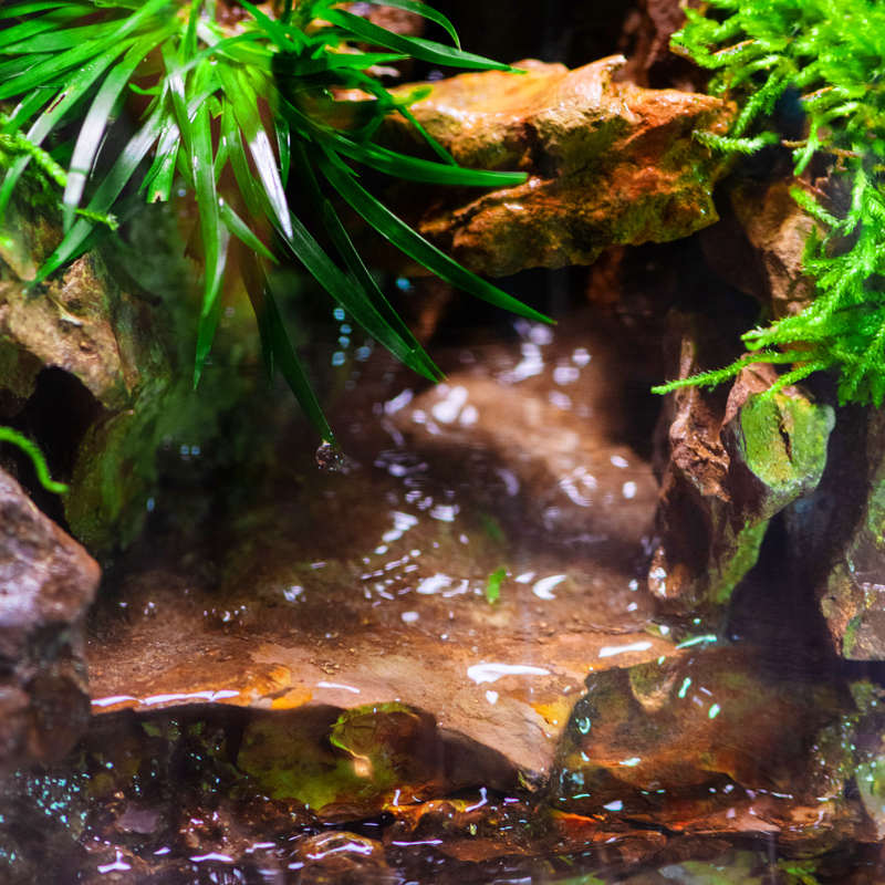 石上清泉流水款养鱼缸真植物苔藓微景观生态瓶办公室成品室内送礼