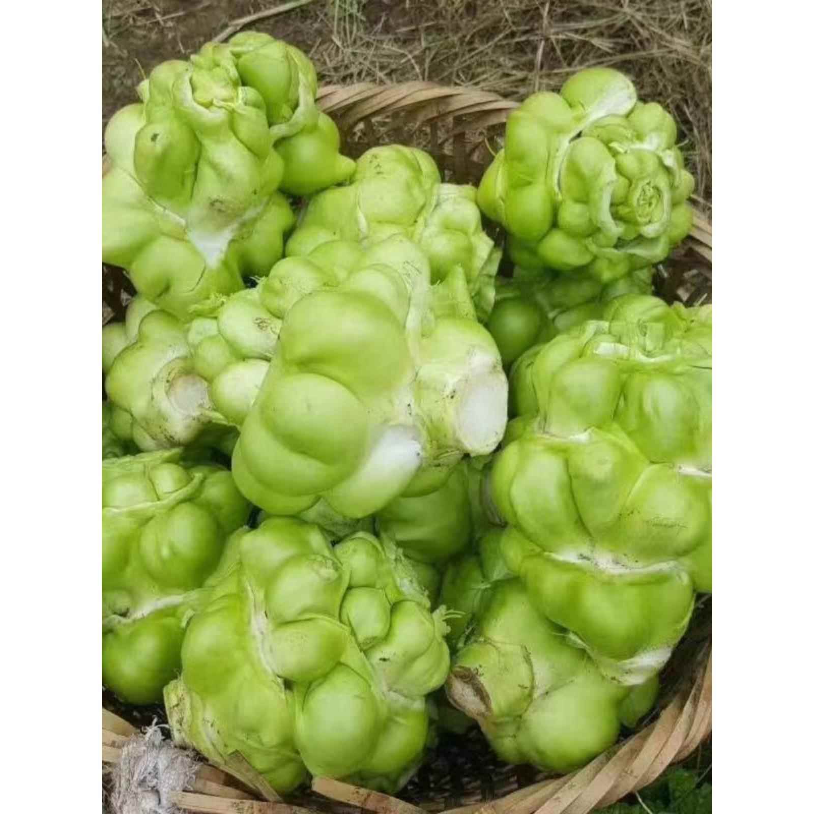 正宗四川涪陵榨菜种大头菜榨菜头青菜头芥子菜夏秋季蔬菜种子大全