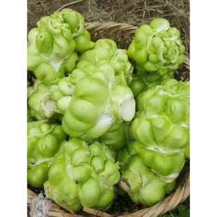 菜正宗四川涪陵榨菜种子大头菜榨菜头青头芥菜夏秋季蔬菜种子大全