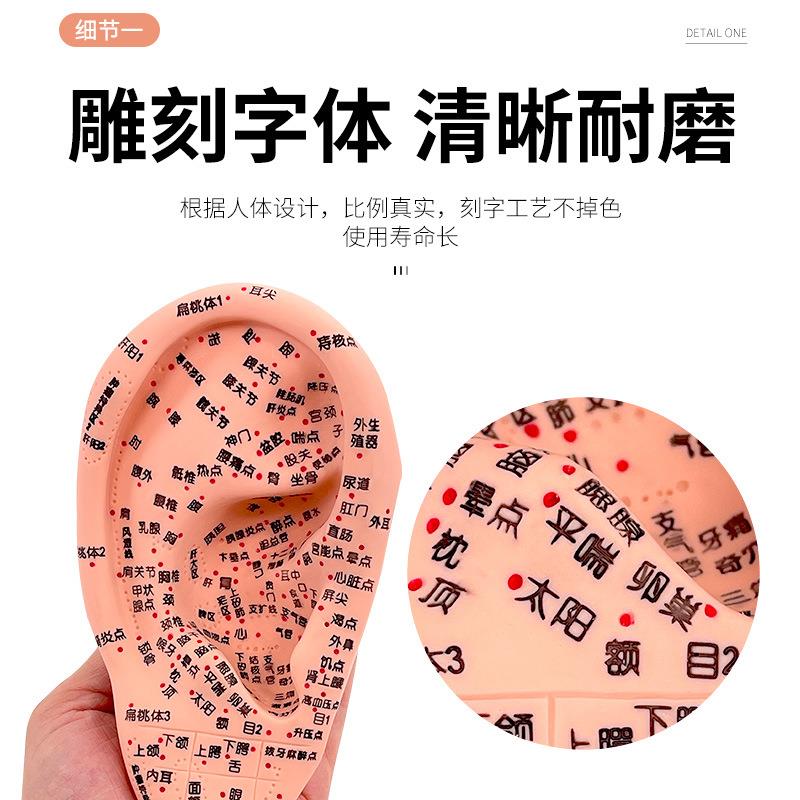 新款直销超清晰经络通人体针灸穴位模型针灸耳针穴模型耳模16cm耳