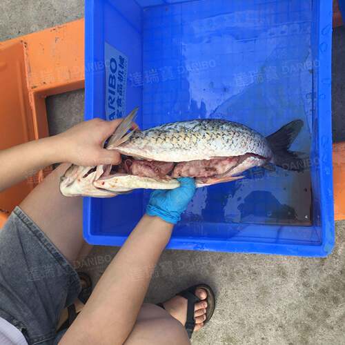 W食堂酒楼鲜鱼加工杀鱼机 杀鱼自动杀鱼机开肚去鳞一体机5秒一条