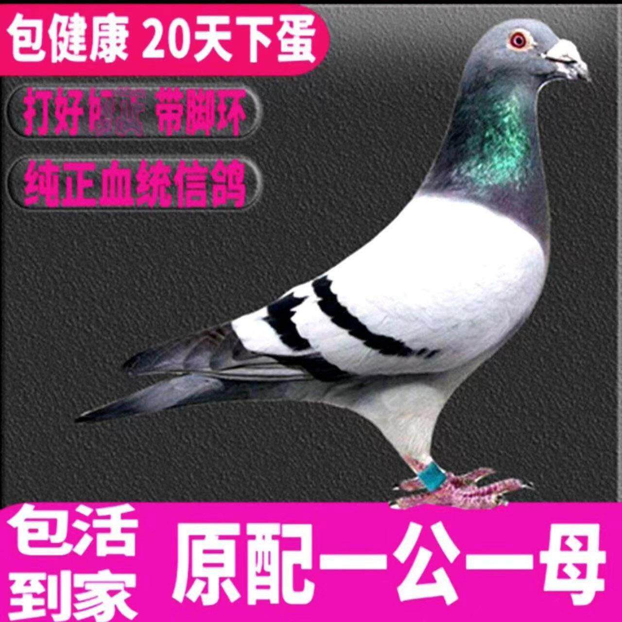 活体鸽子信鸽种鸽青年观赏鸽一对纯正血统成绩雨点麒麟花黑白瓦灰