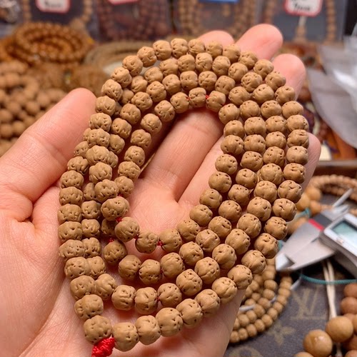 矮桩佛手 红皮铁籽7mm
