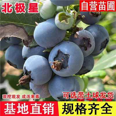 北极星甜蓝莓树果苗带土带果花盆栽地栽蓝莓苗南北方种植当年结果