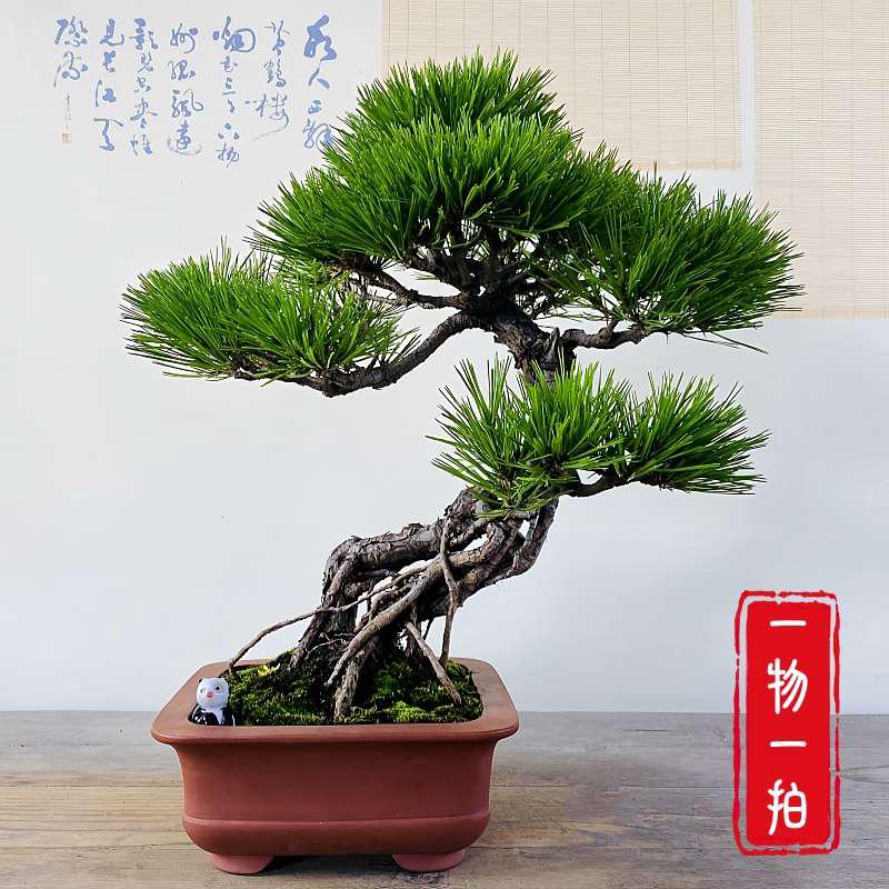 云栖园一物一拍老桩黄山松盆景山松室内植物盆栽办公室阳台摆件