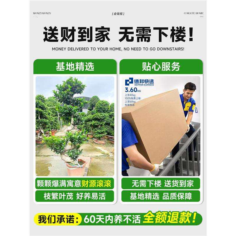金钱榕大盆栽室内大型盆景招财金钱树客厅办公室摇钱树发财树四季