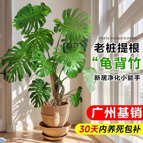 新疆包邮龟背竹客厅大盆栽老桩提根大叶绿植办公室内大型植物耐阴