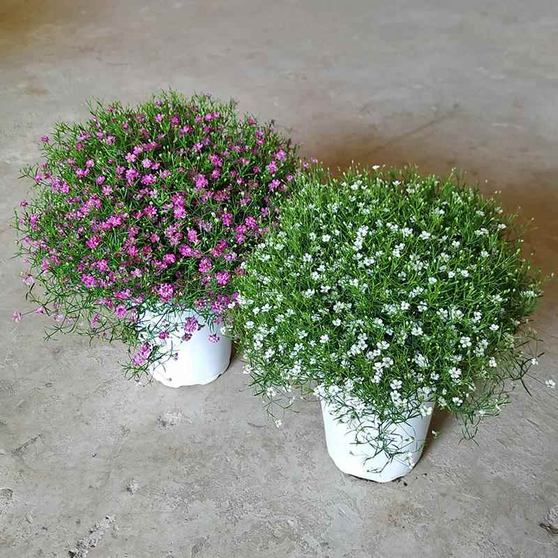 满天星盆栽带花苞四季开花阳台庭院好养花卉姬小菊丹麦风铃花苗