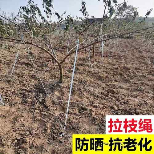 防老化果树拉枝绳布条拉绳拉树枝定型果园吊枝绳固定绑树绳子直销