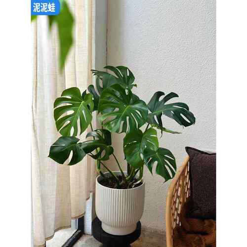 龟背竹大型绿植室内盆栽客厅办公室好养活观叶植物空气
