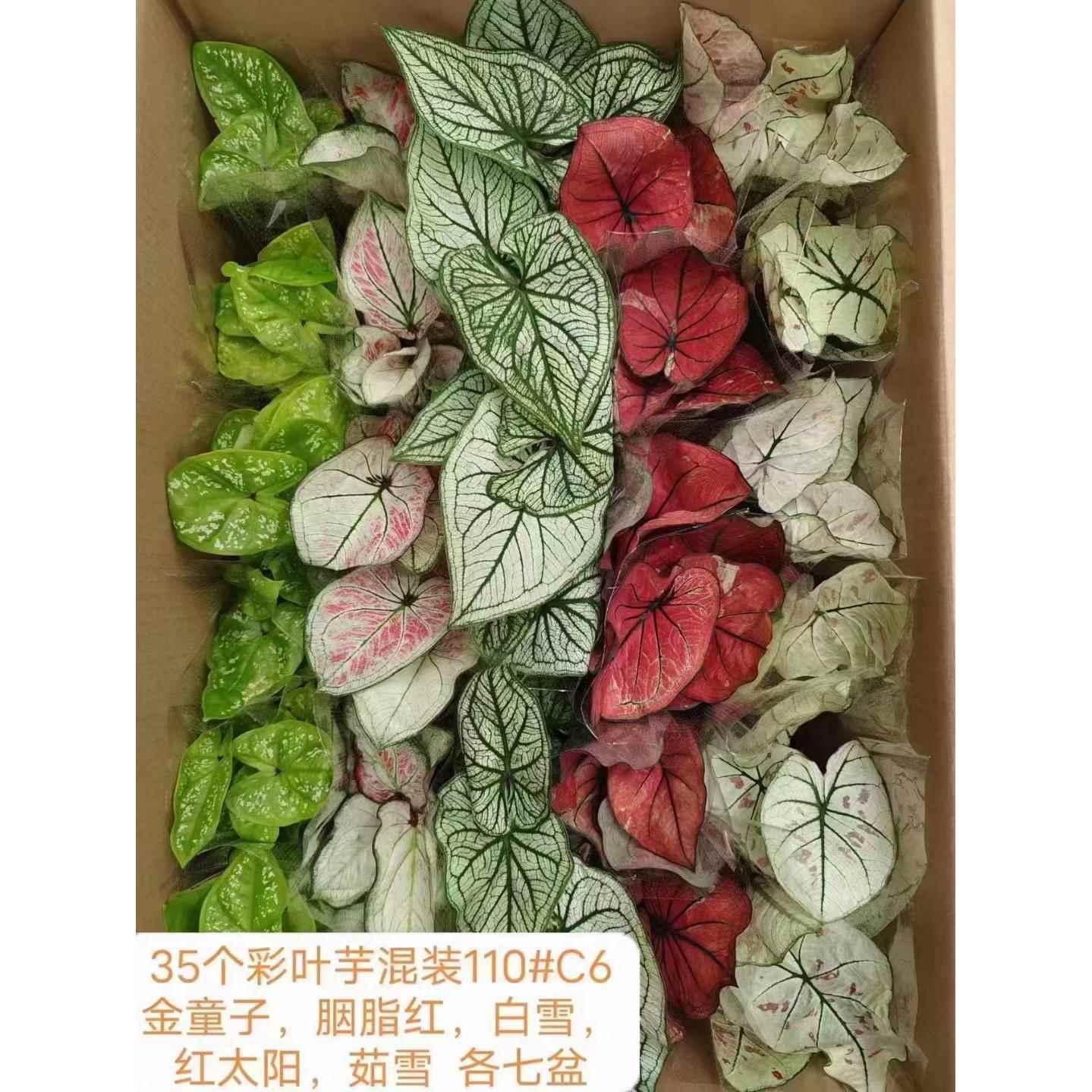 基地直销观赏花卉植物 居家花卉小植物盆栽 彩叶芋35个混装