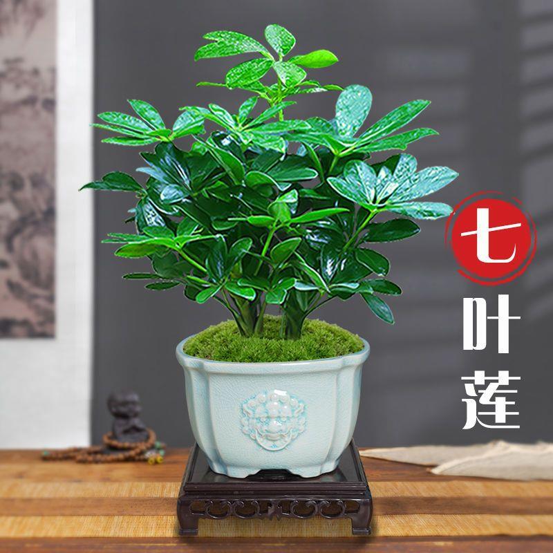 七叶莲八方来财鸭脚木盆栽茶桌盆景易活植物办公室内绿植净化空气