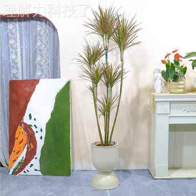 千年木盆栽马铁七绿彩铁植室内客大厅型高雅尾LNT摆设植物三色龙