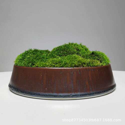 永生苔藓盆景盆栽仿真植物微景观中式桌面花艺客厅玄关前台摆件