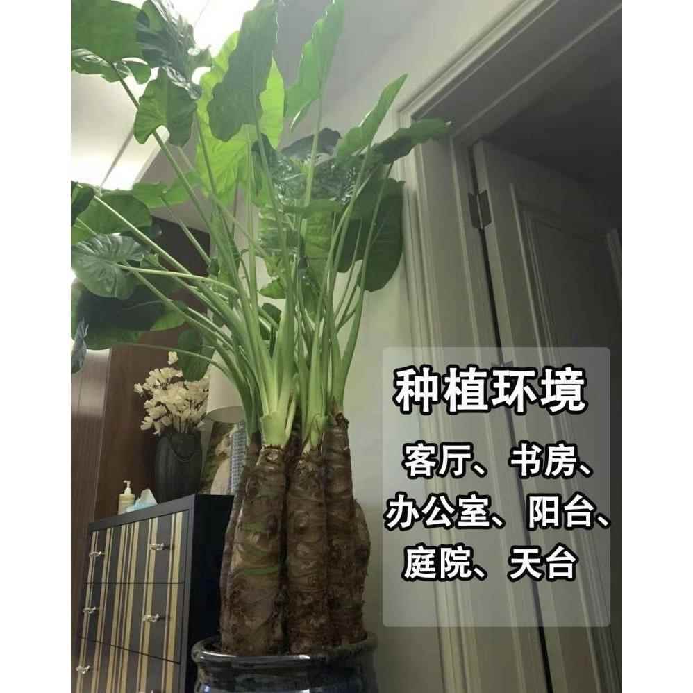 滴水观音绿植大叶霸王芋千手观音绿植客厅旺宅绿植大型绿植室内