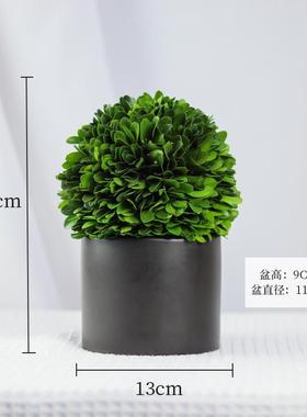 正品办上公室工位桌面绿植情绪稳定神小器客厅旺宅植物摆件家居装