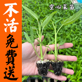 空心菜种子种苗四季蔬菜菜籽，柳叶青菜种子，阳台盆栽种菜室内