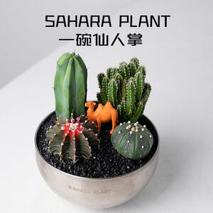 【一碗仙人掌】电竞办公室多肉植物盆栽花卉阳台花卉植物