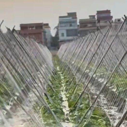 高性价比爬藤格子网轻松种植黄瓜、荷兰豆等!