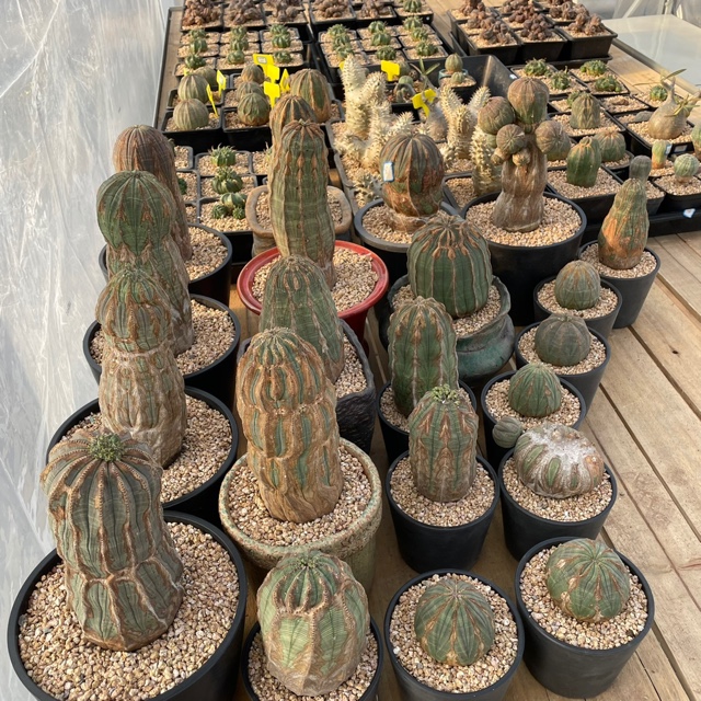 老家布纹球野生布纹球一物一拍