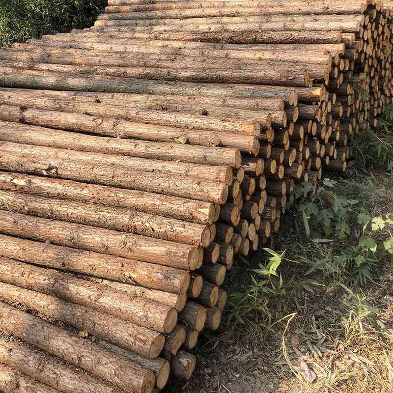 杉木桩河道打桩木方木原防品汛木防洪木桩精檩条林绿化支894园撑