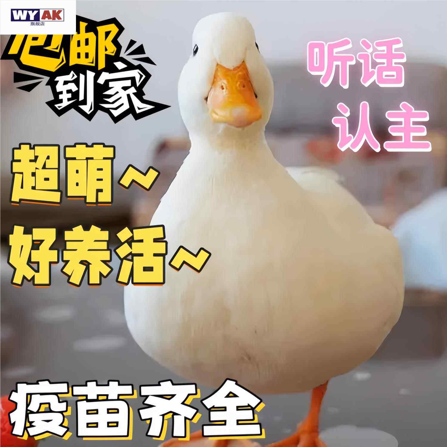 活宠物网红苗物柯基鸭小苗幼崽下蛋