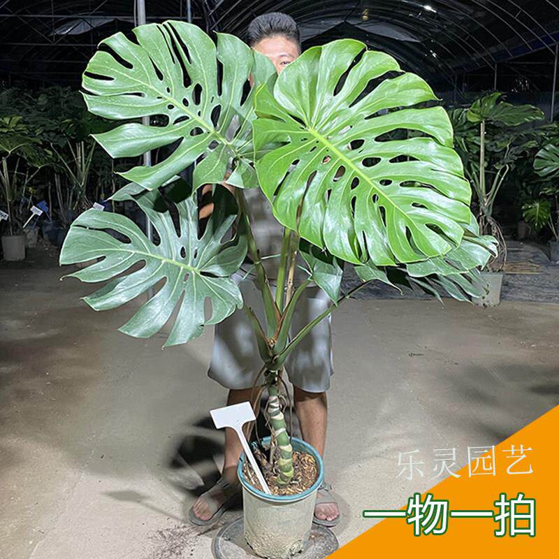 大叶巨型大龟背芋老桩根盆栽绿植物室内绿植龙鳞一物一拍乐灵园艺