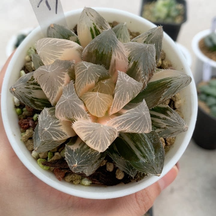 大魔王玉露锦母本7.6㎝