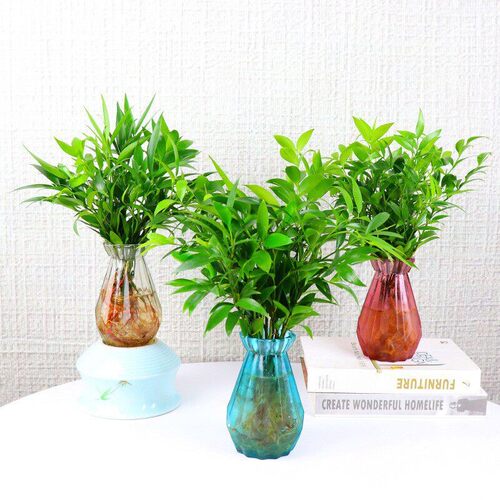 盆栽水培新宠驱蚊竹柏植物室内客厅卧室桌面绿植盆栽花卉四季常青