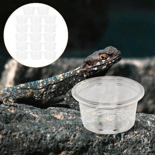 20 Pcs Crested Reptile Water Box Animal Feeder Cups