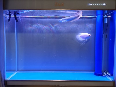 来评评德克鱼缸怎么样,属于什么档次?