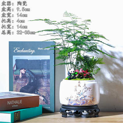 发财树文竹富贵竹创意可爱盆栽绿植茶桌面摆件办公室盆景乔迁礼品
