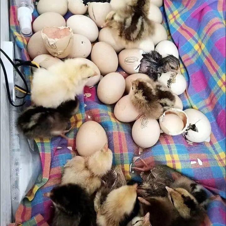 孵小鸡的机器家用全自动控温智能水床孵化器鸡鸭鹅鸟类孵蛋器家用