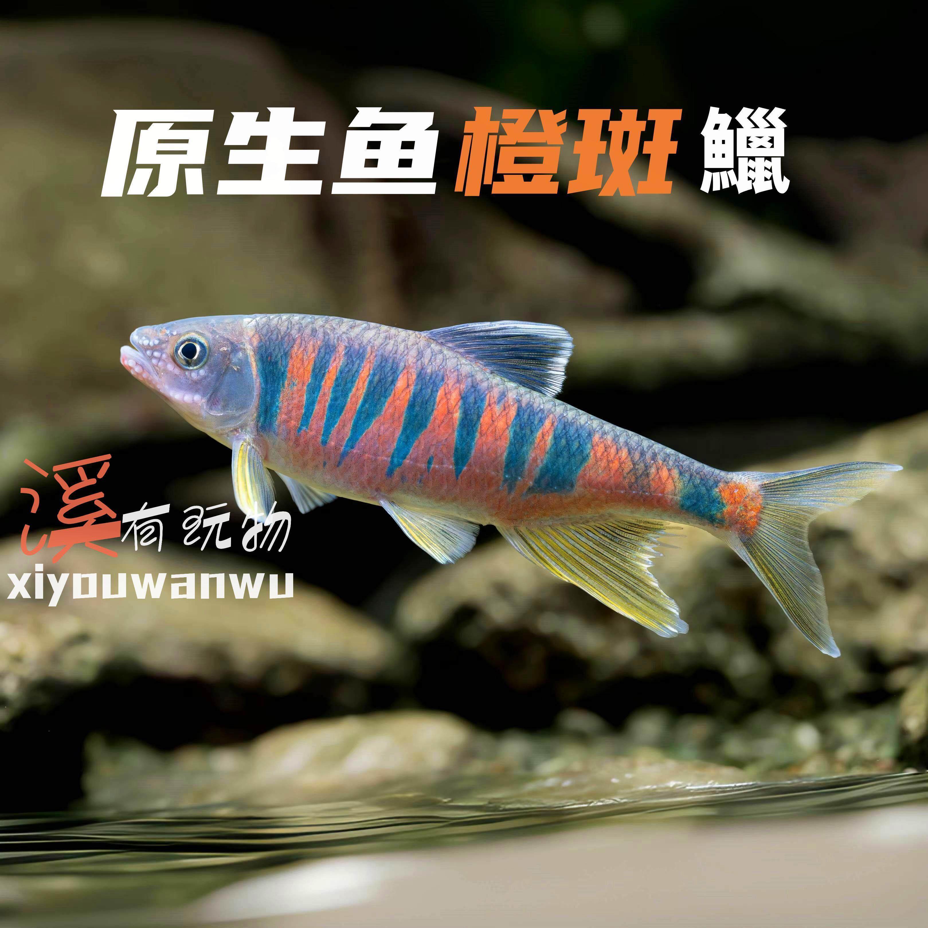 观赏鱼橙斑鱲溪流鱼桃花鱼宠物鱼便宜小鱼淡水小型原生鱼活体小鱼