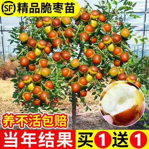 枣树活苗特大冬枣葫芦嫁接蟠枣树果苗北方南方种植庭院盆栽带土球
