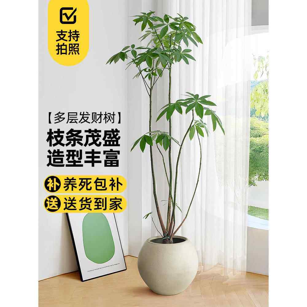 多层发财树客厅大盆栽室内办公室好养活招财旺宅植物四季常青盆景