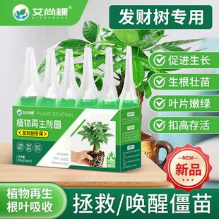 发财树植物再生剂花卉绿植室内大型发财树盆栽营养液包邮