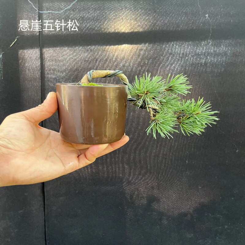 悬崖小叶五针松黑松盆景宫岛造型阳台茶桌办公桌庭院植物四季常青