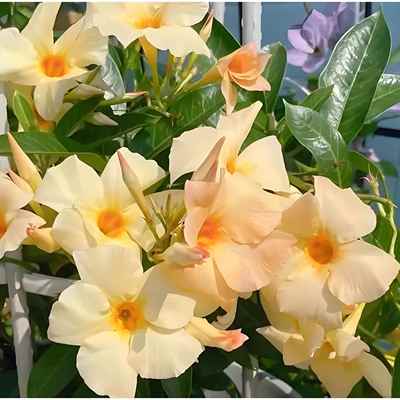 杏色爬藤飘香藤，耐热耐晒耐开 花，阳台庭院灯适合