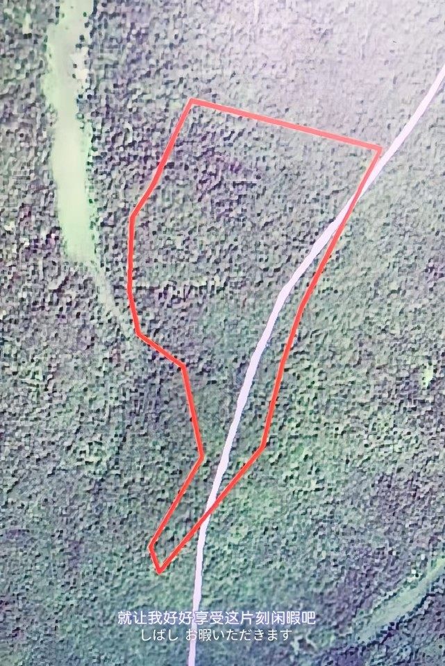 黑龙江伊春嘉荫264亩落叶松林|3万余株成材树|林权至2076年|公路贯穿沿线800米