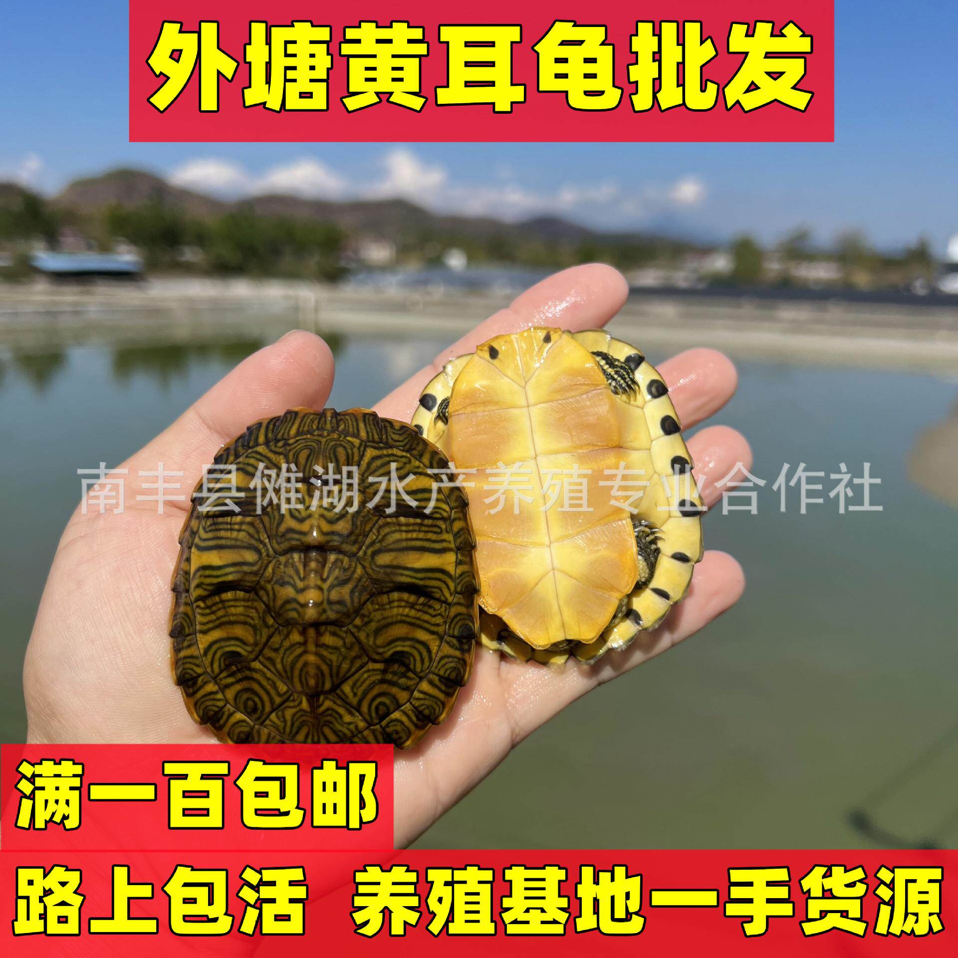 深水黄耳龟乌龟活物冷水长寿龟家养宠物小乌龟观赏吃粪龟