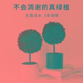 北欧四季植物室内盆栽办公室桌面小绿植装饰摆件干花球形好养易活