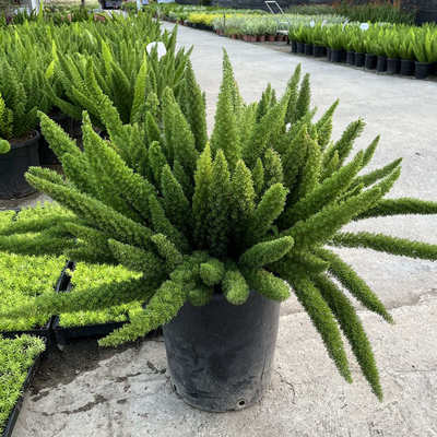 狐尾天门冬盆栽绿植大盆多年生四季常绿好养阳台庭院花园花苗植物