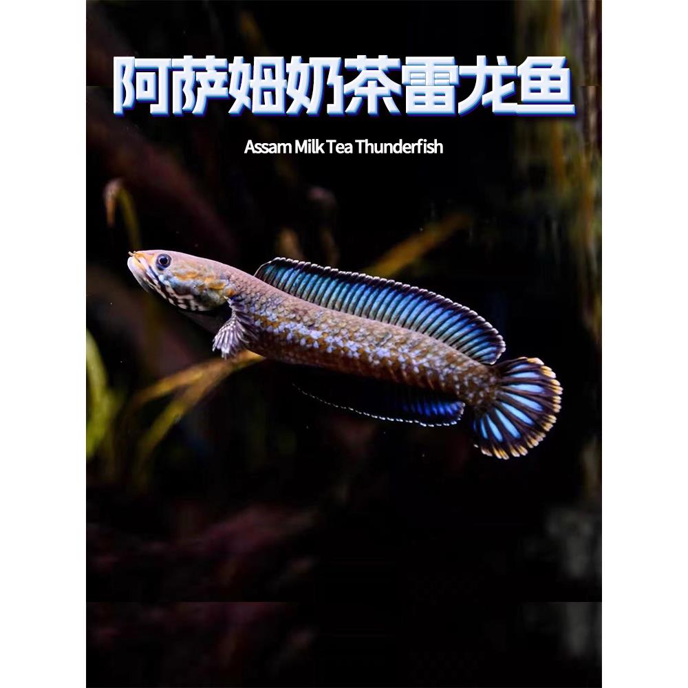 热带鱼阿萨姆奶茶雷龙鱼小型凶猛淡水鱼苗观赏鱼蓝帆奶茶雷龙牙鱼
