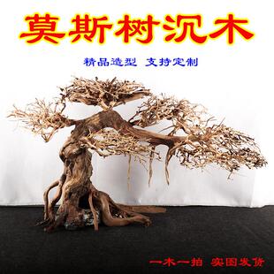 莫斯树成品鱼缸造景沉木迎客松树形骨架草缸水草水榕造景树巴西树