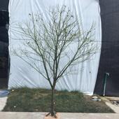 天然庆干树树枝杆装 饰枯树白色许愿具树ZJF橱窗造景婚路引道落地