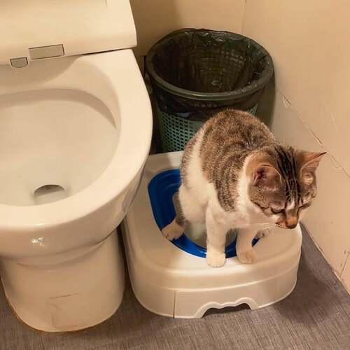 猫咪马桶训练器猫厕所可重复使用环保猫屎盆猫学习蹲坑神器省猫砂