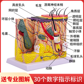 人体皮肤组织结构放大模型皮肤切面，解剖模型美容整形皮肤微整形